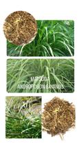 Capim Andropogon Gayanus /Matsuda - 1kg de Sementes