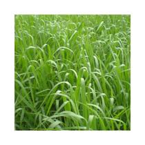 Capim Aruana Panicum Maximum 10kg Sementes Incrustadas