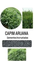 Capim Aruana Panincum Maximum - 1Kg de Sementes Incrustadas