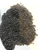 Capim Brachiaria Brizatha Piatã 5kg- Sementes Incrustadas Capim Brachiaria Brizatha Piatã 5kg- Sementes Incrustadas