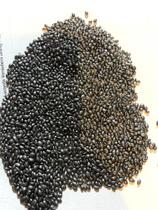 Capim Brachiaria Brizatha Piatã 5kg- Sementes Incrustadas Capim Brachiaria Brizatha Piatã 5kg- Sementes Incrustadas