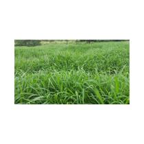 Capim Brachiaria Ruziziensis Sementes Incrustada 11kg