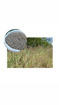 Capim Buffel Gras- 5kg Capim Buffel Gras- 5kg