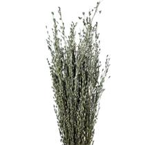 Capim Buque Folhagem Desidratado Decoração Arranjo Natural Capim Buque Folhagem Desidratado Decoração Arranjo Natural