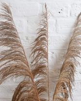 Capim Cana Brava (Haste)