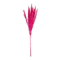 Capim Champagne Rosa Desidratado