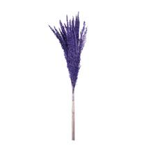 Capim Champagne Roxo Desidratado Capim Champagne Roxo Desidratado