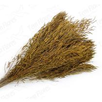 Capim Chorão André Quicé Desidratado Flores Secas - Amarelo