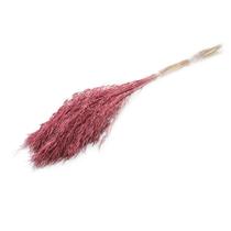 Capim Chorão André Quicé Desidratado Flores Secas - Lilás