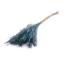 Capim Chorão André Quicé (Galho) Azul Turqueza Desidratado