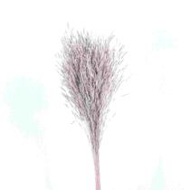 Capim Chorão André Quicé (Galho) Lilás Desidratado