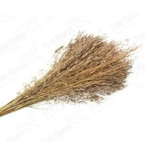 Capim Chorão André Quicé Natural Desidratado Flores Secas