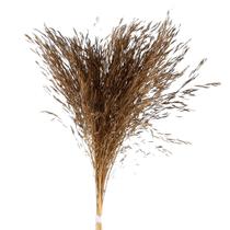 Capim Chorão Natural Desidratado