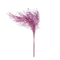 Capim Chorão Rosa Desidratado