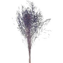 Capim Chorão Roxo Capim Chorão Roxo