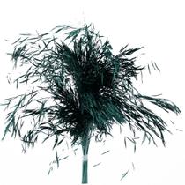 Capim Chorão Verde Capim Chorão Verde