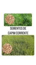 Capim Corrente - 5KG de Sementes