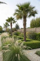 Capim do Texas Verde - Pennisetum setaceum - Planta Ornamental Capim do Texas Verde - Pennisetum setaceum - Planta Ornamental