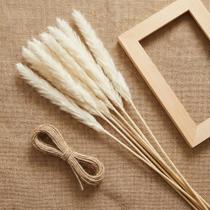 Capim dos Pampas Natural Kit 01 (7 Unidades) Hastes 30cm para Arranjos, Vasos e Decoração