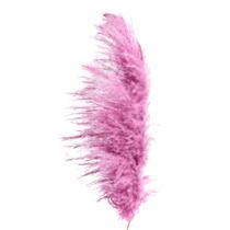 Capim Dos Pampas Rosa Capim Dos Pampas Rosa