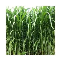 Capim Elefante Paraiso 500g Sementes