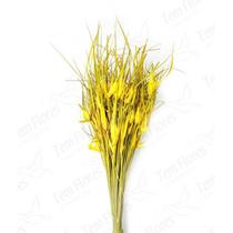 Capim Estrela Amarelo Flor Desidratada Buque Flores Secas Capim Estrela Amarelo Flor Desidratada Buque Flores Secas