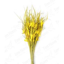Capim Estrela Flor Desidratada Buque Flores Secas
