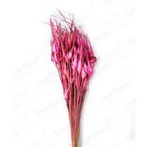 Capim Estrela Flor Desidratada Buque Flores Secas