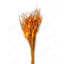 Capim Estrela Flor Desidratada Buque Flores Secas