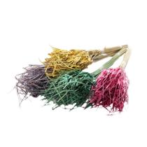 Capim Estrela Flor Desidratada Buque Flores Secas