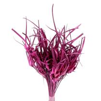 Capim Estrela Rosa Desidratado
