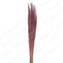 Capim Fio De Ouro Desidratado - Pink