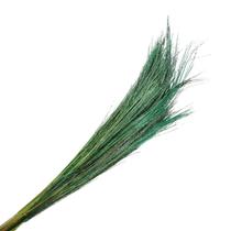 Capim Fio De Ouro Desidratado - Verde