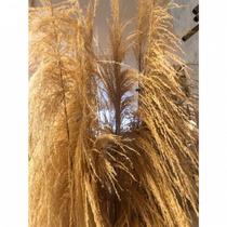 Capim Flecha Desidratado Toque Natural e Elegante na Decoração