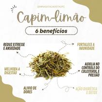CAPIM LIMAO ou capim cidreira natural 100g - MINAS ATACADISTA