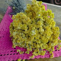 Capim Marcela - Sempre Vivas - 25 unidades