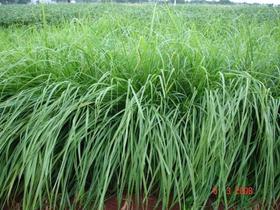 Capim Massai - 1kg De Sementes