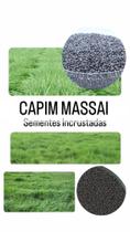 Capim Massai Panicum Maximum - 10Kg de Sementes Incrustadas