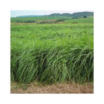 Capim Massai Panicum Maximum 4kg Sementes Incrustadas