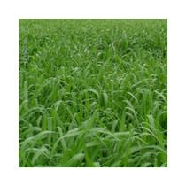 Capim Mombaça Panicum Maximum 20kg Sementes - Sementes Brasil