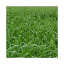 Capim Mombaça Panicum Maximum 3kg Sementes - Sementes Brasil