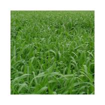 Capim Mombaça Panicum Maximum 500g Sementes