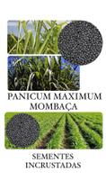 Capim Mombaça Panicum Maximum - 5Kg de Sementes Incrustadas