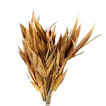 Capim Navalha Folha André Quice Laranja