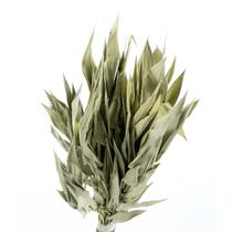 Capim Navalha Folha André Quice Natural