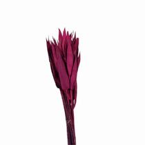 Capim Navalha Folha André Quice Pink