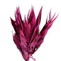 Capim Navalha Folha André Quice Rosa