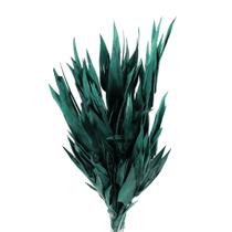 Capim Navalha Folha André Quice Verde