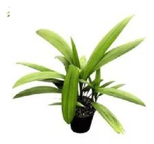 Capim Palmeira Ornamentaçao