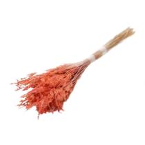 Capim Pingo Neve Laranja p/Decoração